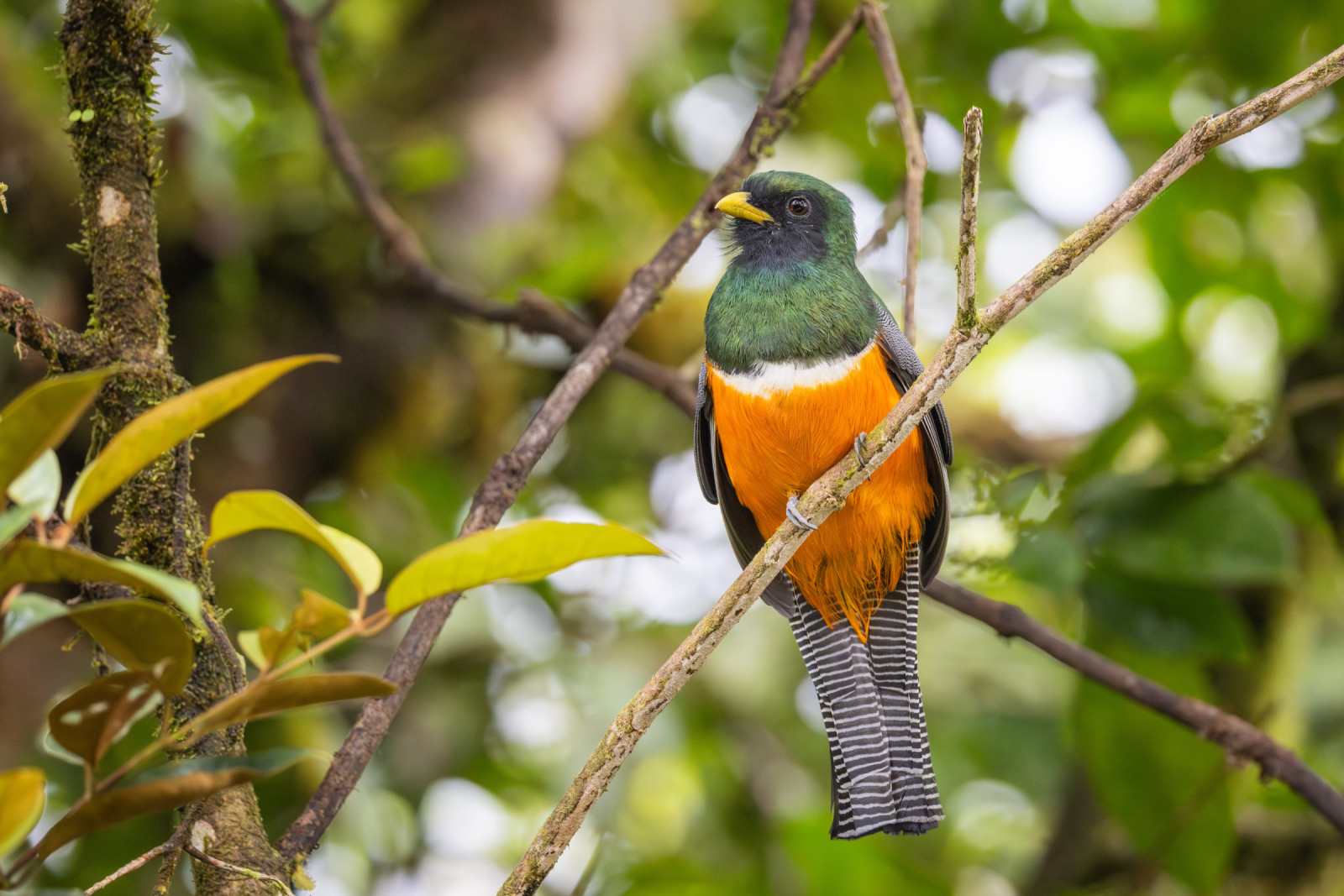 image Collared Trogon